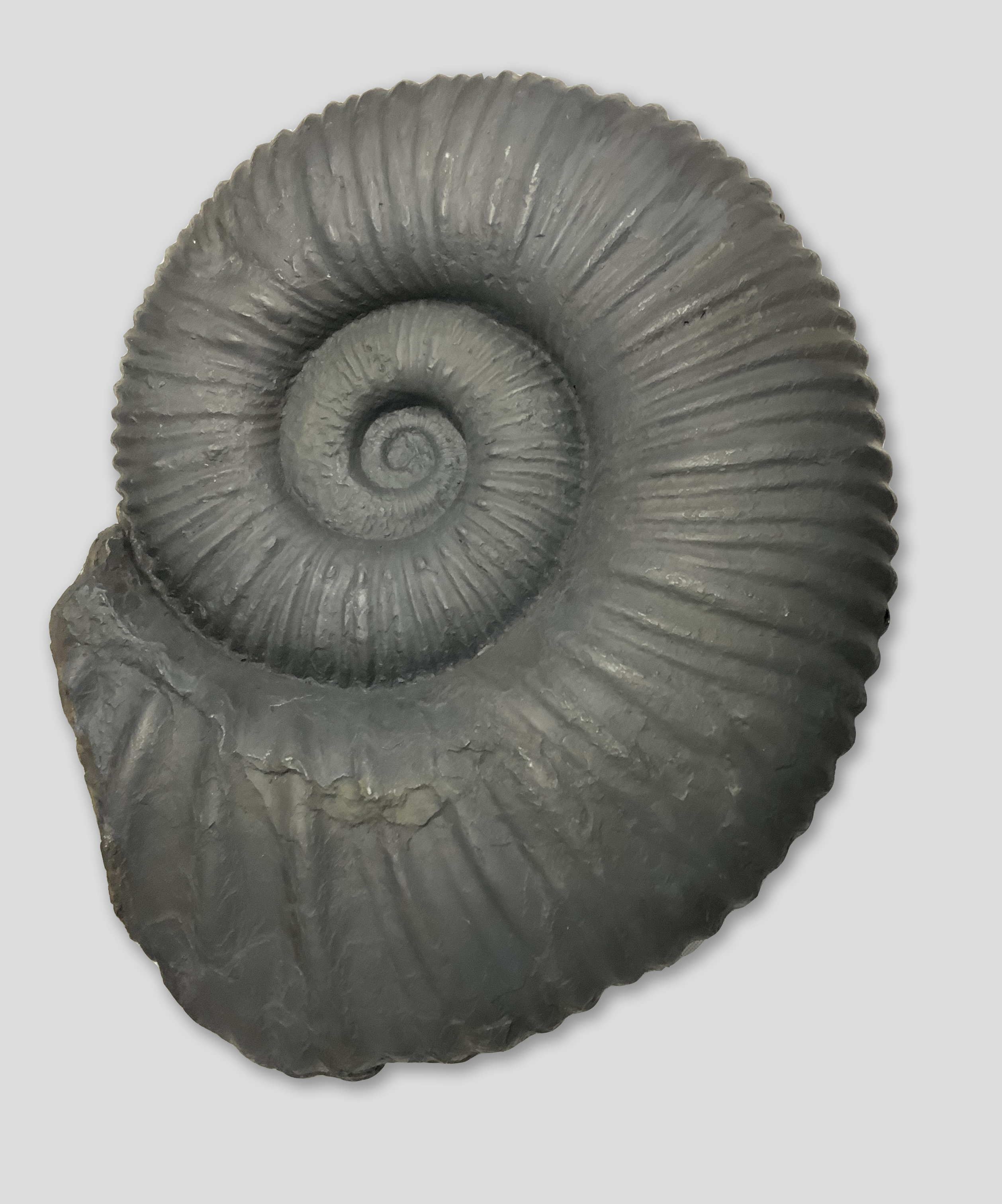Ammonitoceras giganteum