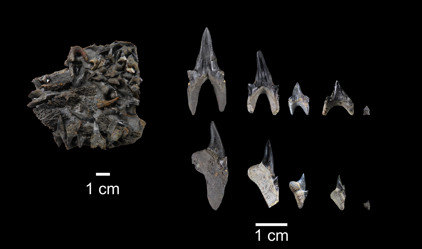 Dientes del Protolamna ricaurtei, una especie gigante de tiburón lamniforme