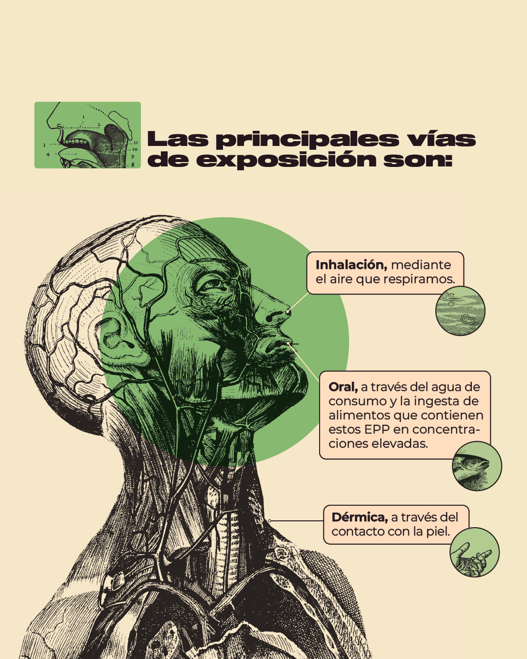 ¿De qué manera pueden llegar al organismo?