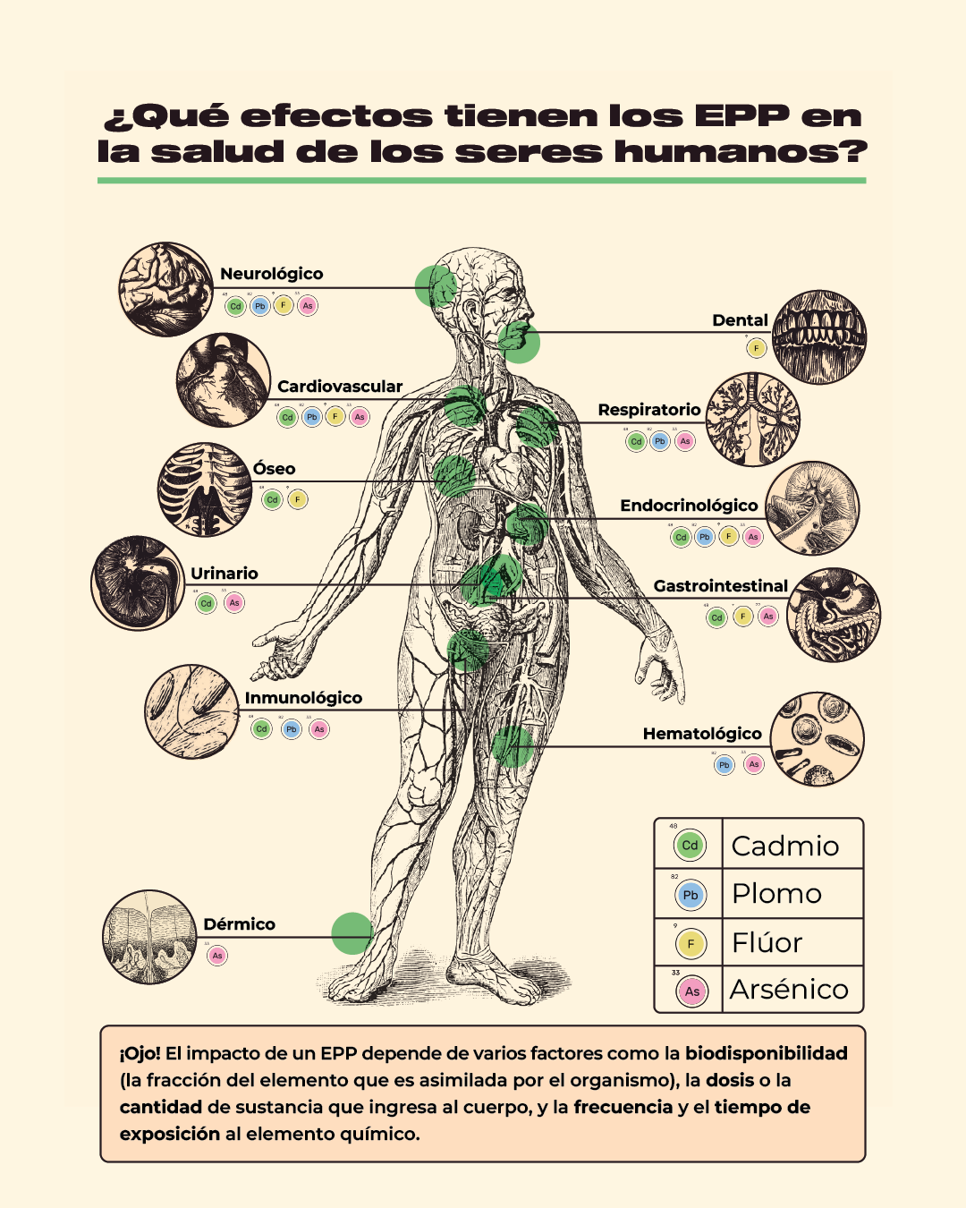 ¿Qué efectos tienen los EPP en la salud de los seres humanos?