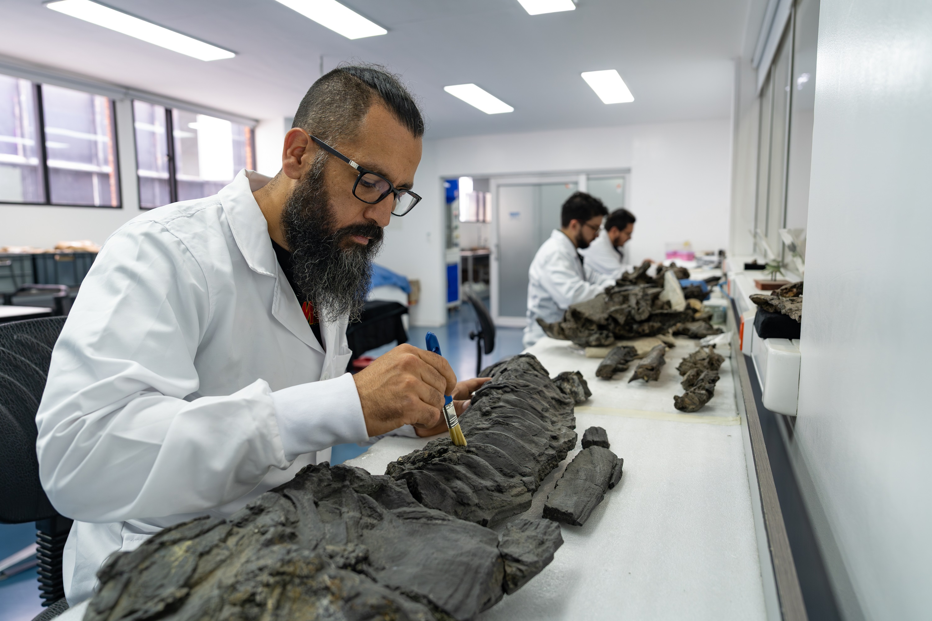 Ictiosaurio estarán en la exhibición del Museo Geológico Nacional, en Bogotá