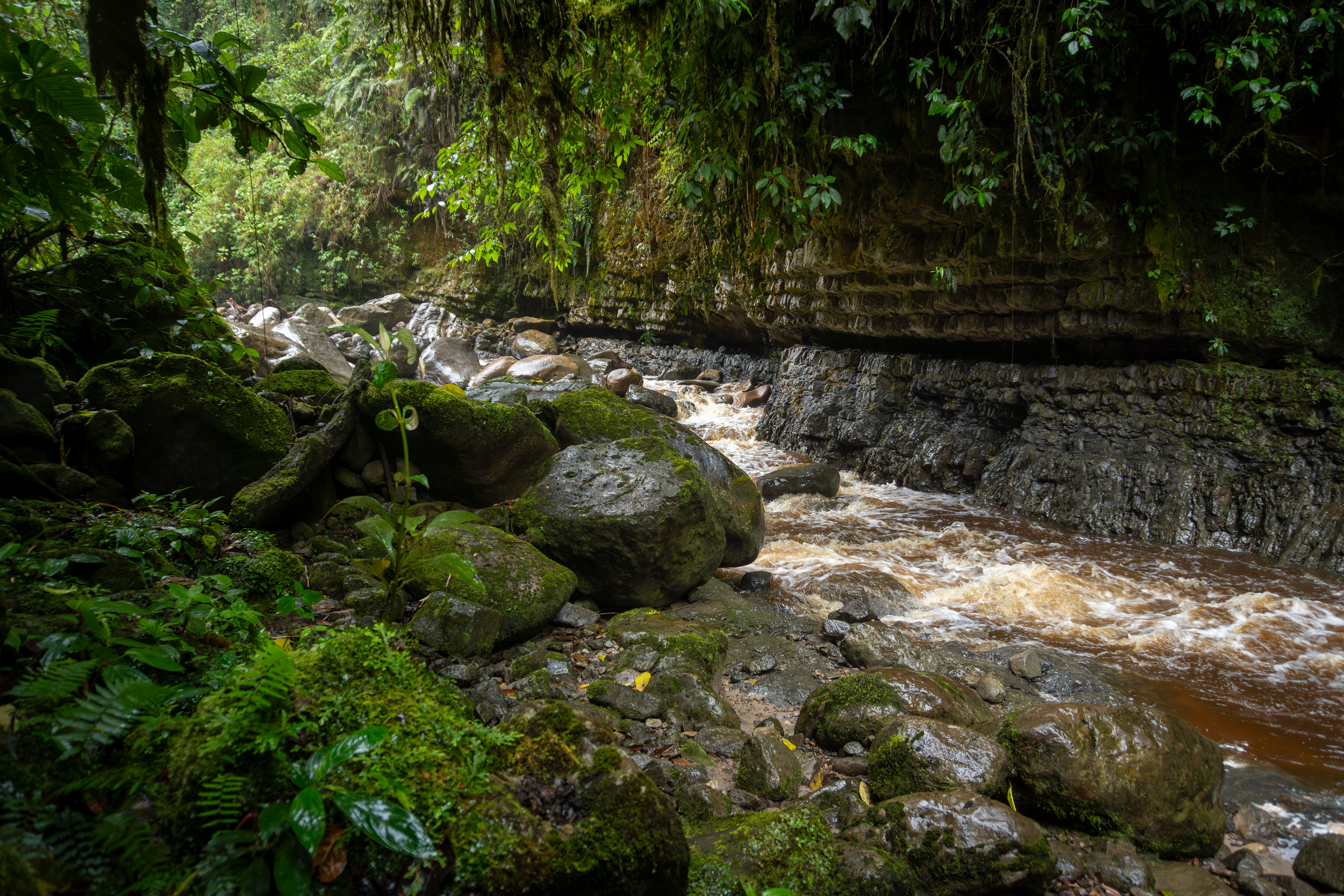 El PNN Cueva de los Guácharos fue declarado en 1960