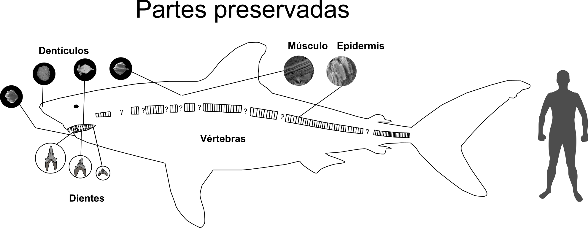 Un fósil que reescribe la evolución