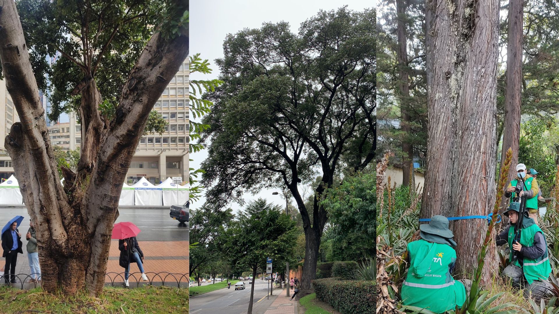 Caucho sabanero, cedro y pino ciprés, los individuos usados para la datación de edad con el método de carbono 14