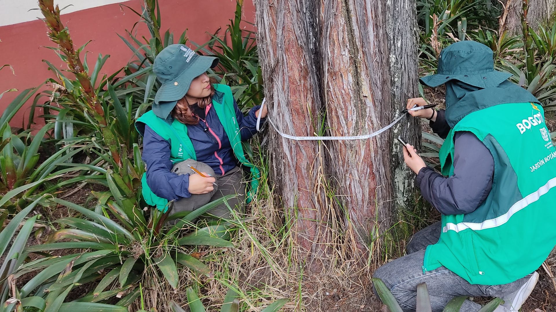 Un equipo de expertos del Jardín Botánico de Bogotá hizo la toma de muestras de los árboles patrimoniales.