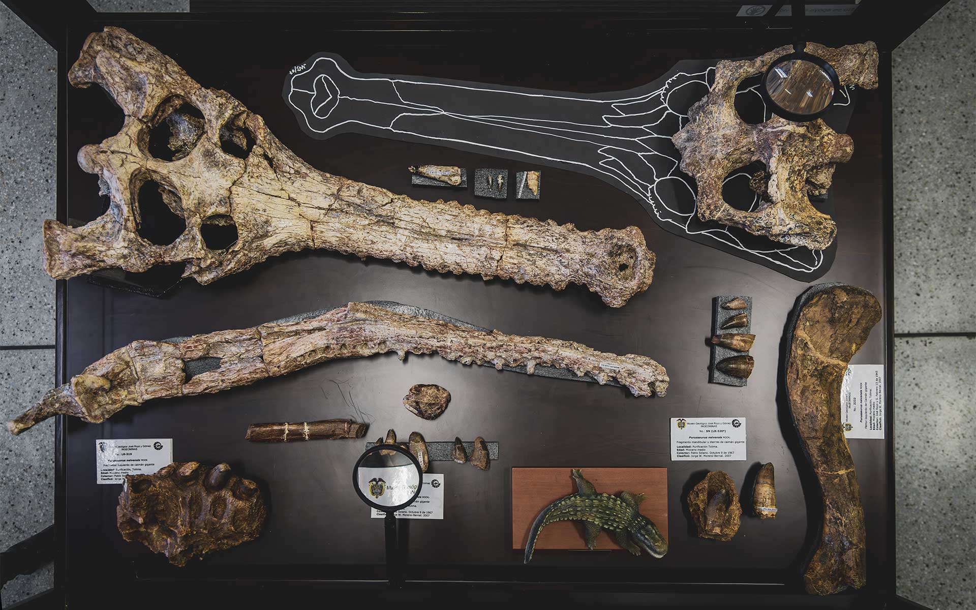 Foto 2: Registros fósiles que han sido encontrados en el yacimiento paleontológico de La Venta y hoy se encuentran en el Museo G
