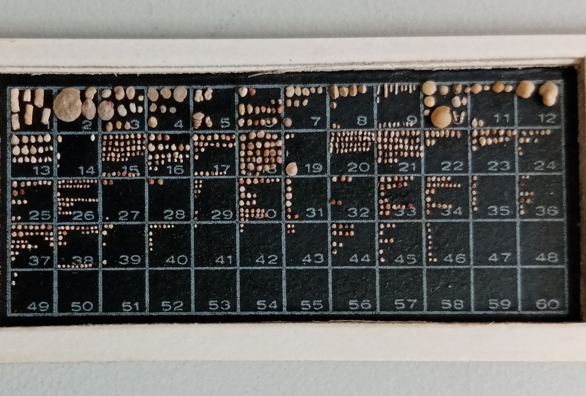 Tamaños variados de los microfósiles