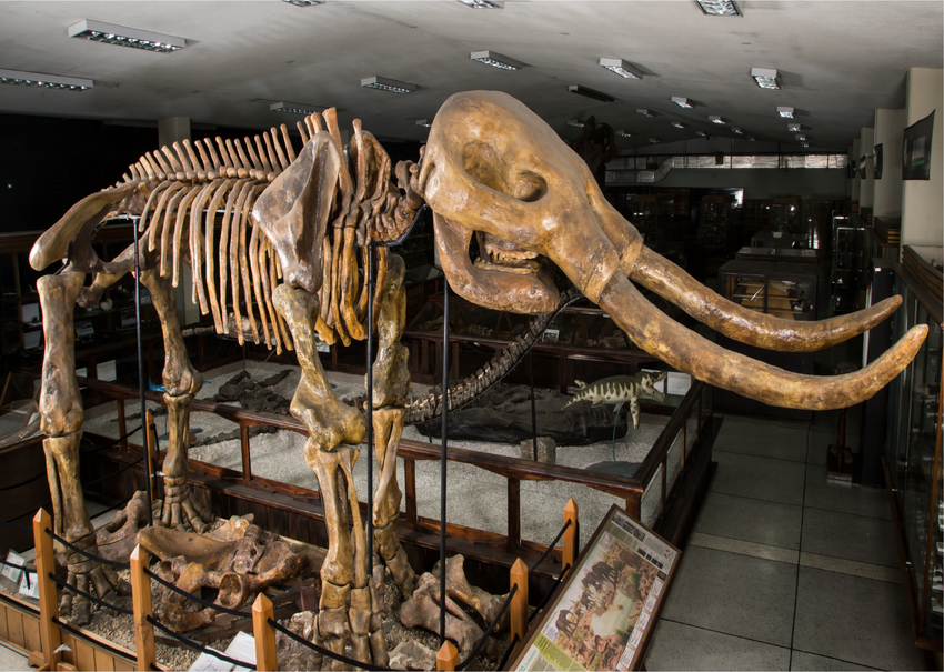 Mastodonte Museo Geológico José Royo y Gómez