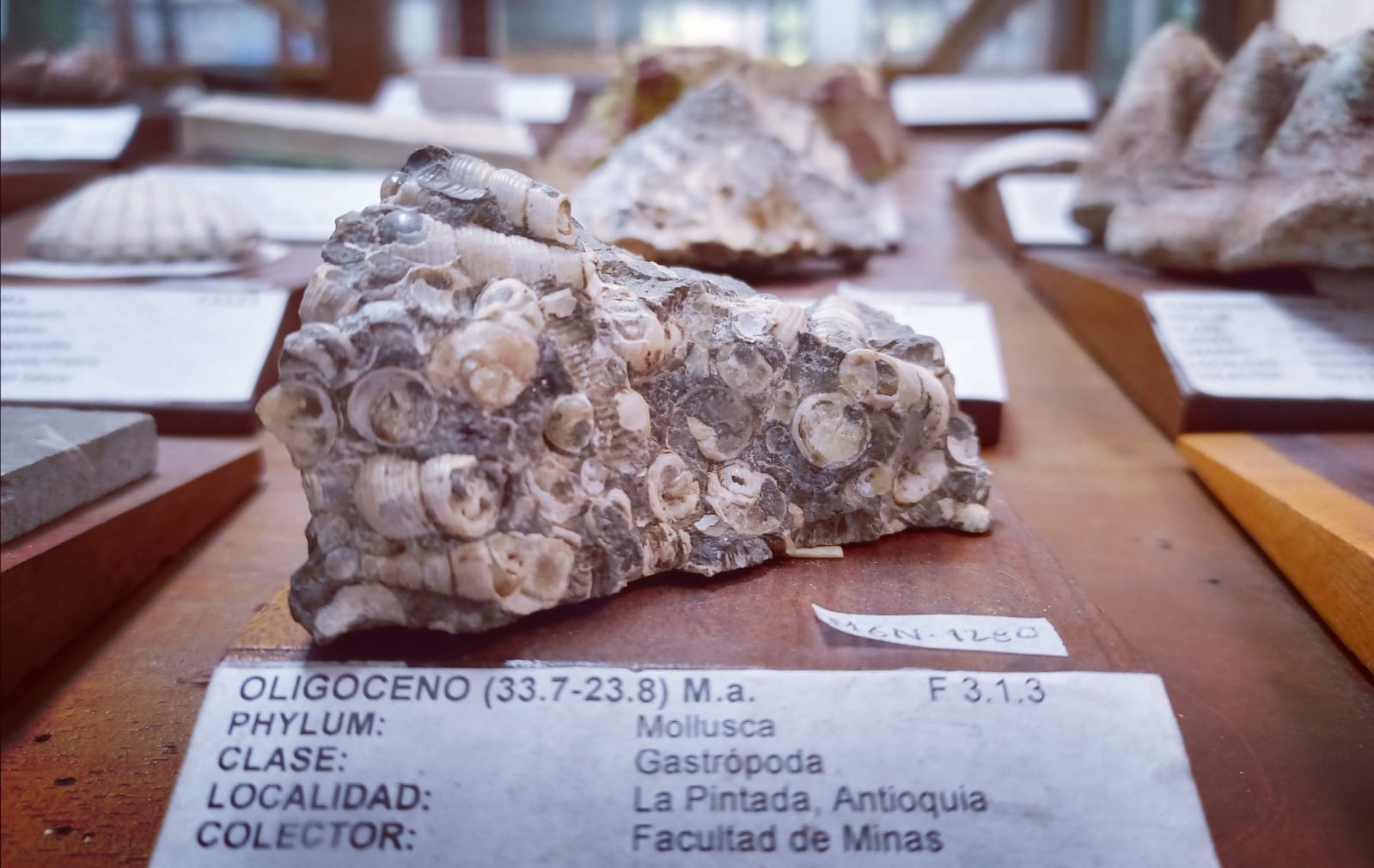 Pieza del museo SGC Sede Medellín