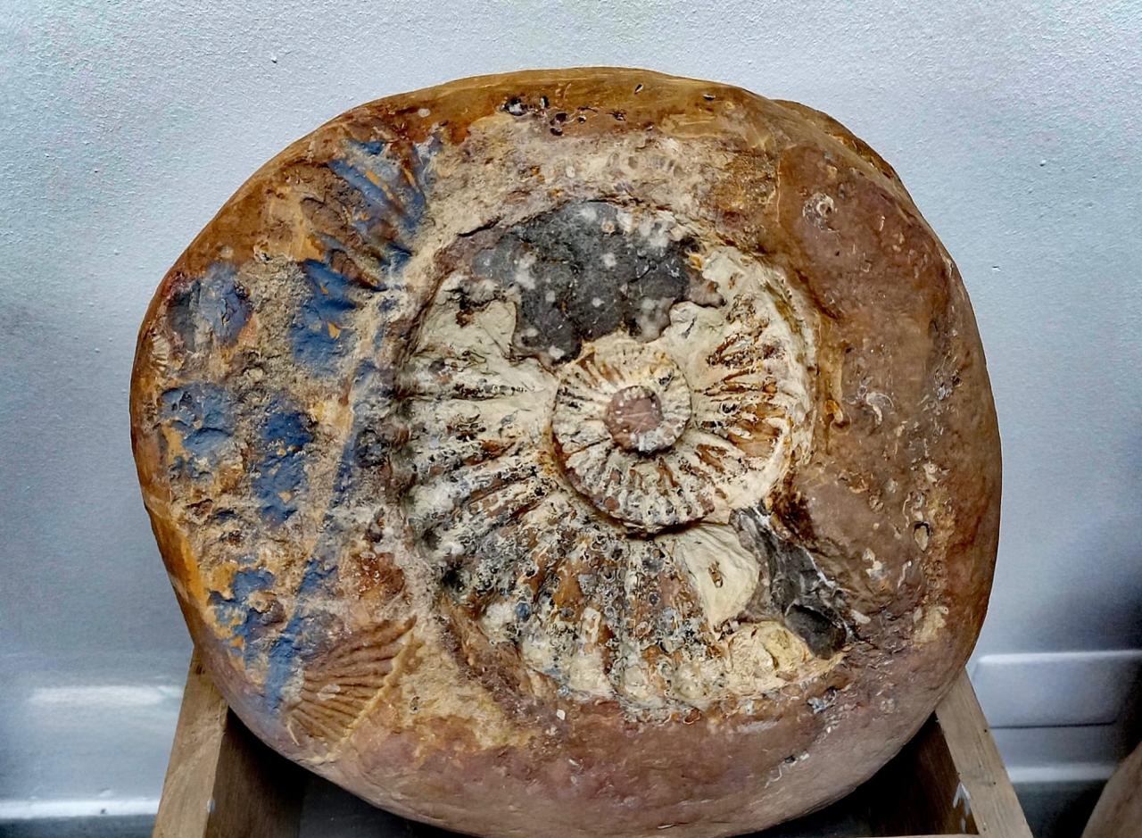 Caliza platinífera - SGC Sede Medellín