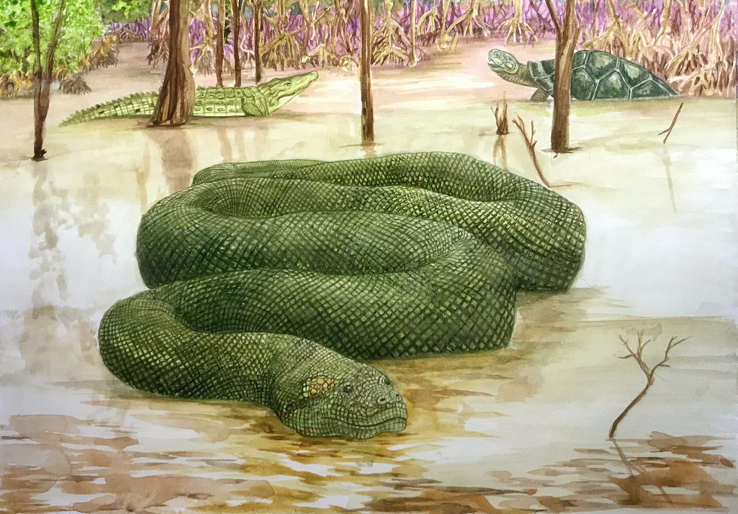 Titanoboa