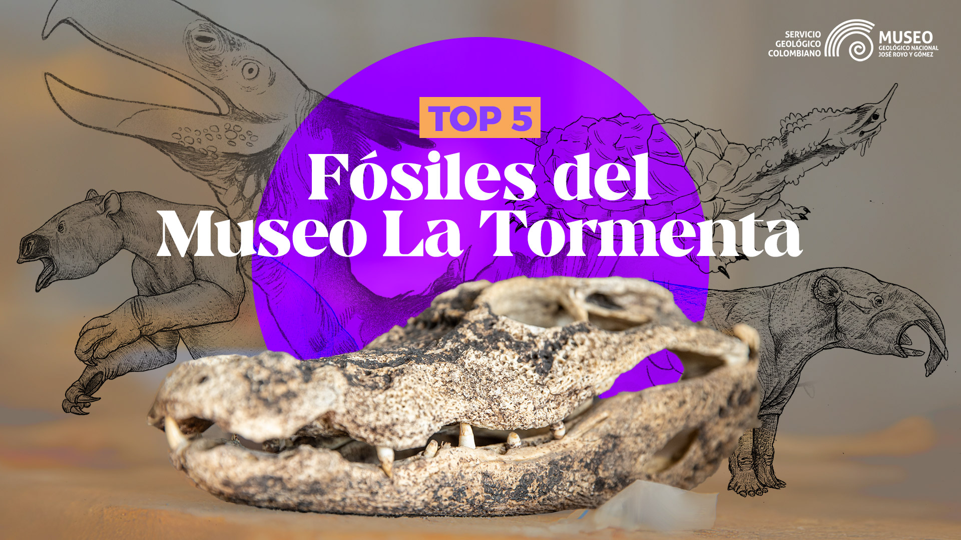 5 fósiles del Museo La Tormenta que han sido hallados en La Tatacoa