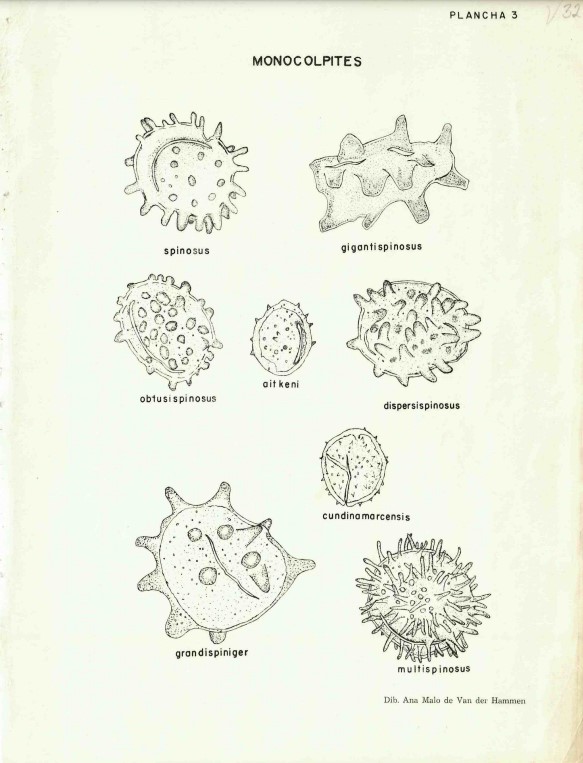 Representaciones macro de polen y esporas identificadas por Thomas van der Hammen, dibujadas por su esposa Ana Malo. 