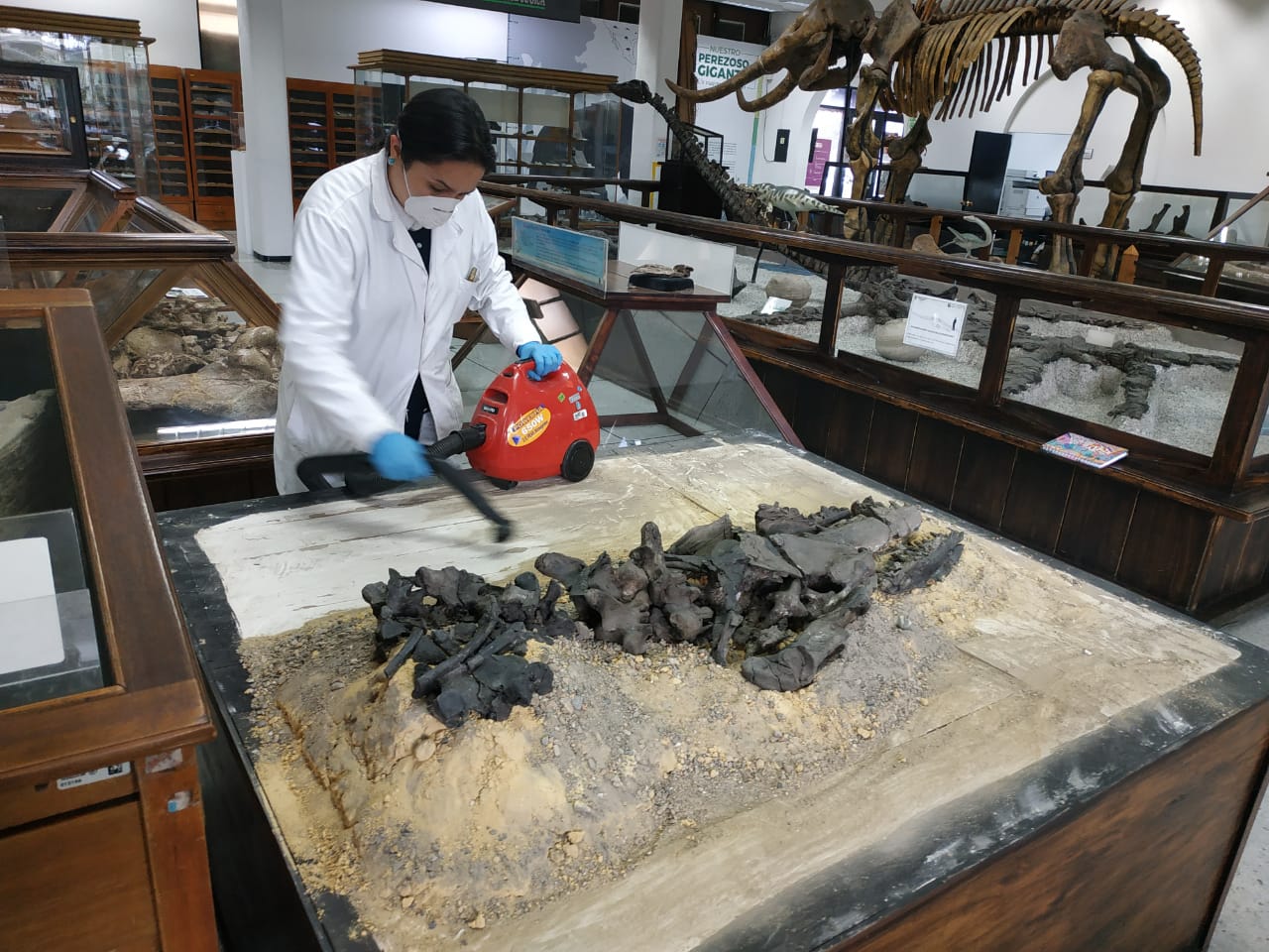 Procesos de conservación de fósiles en el SGC