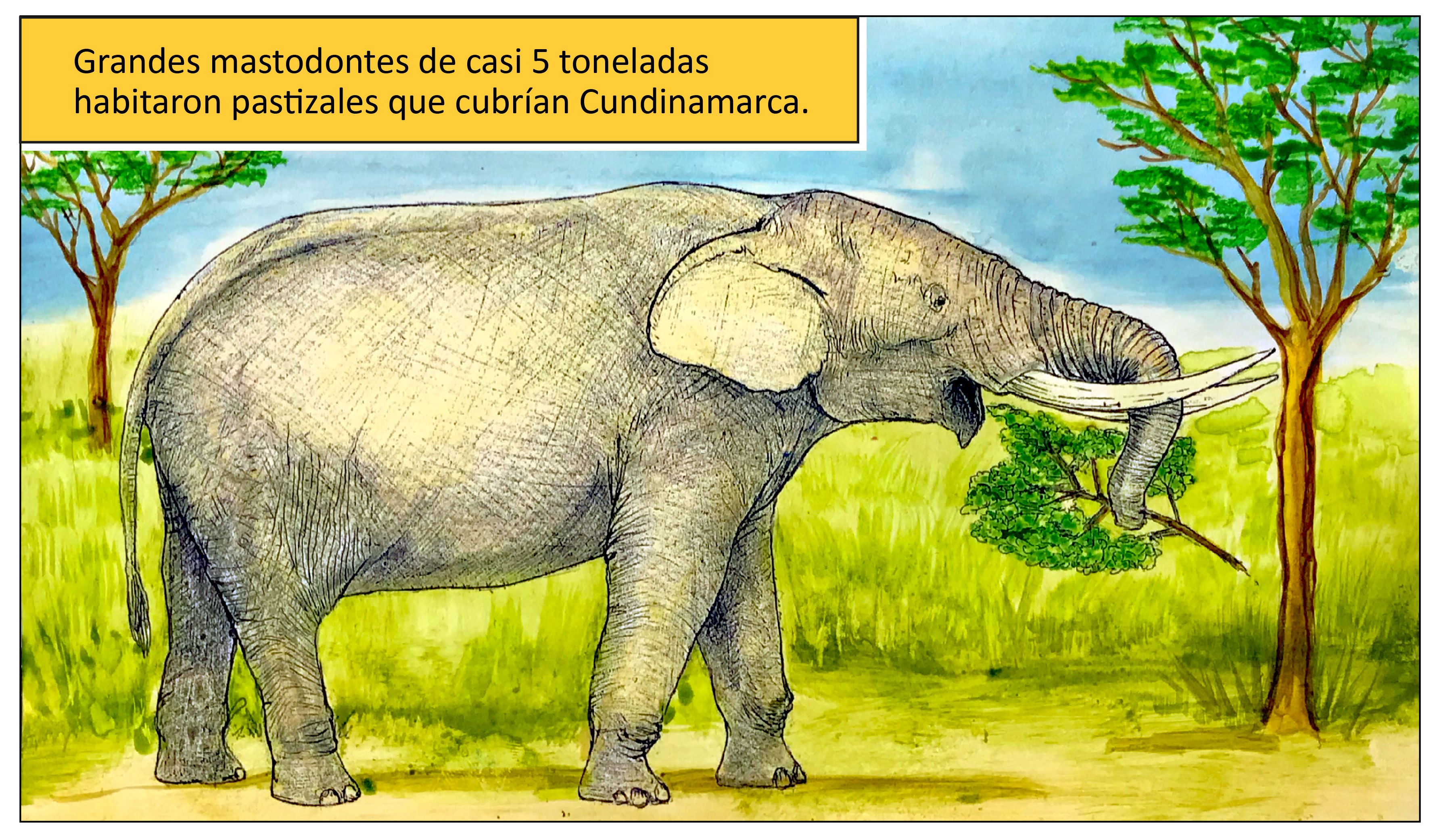 Grandes mastodontes de casi 5 toneladas habitaron pastizales que cubrían Cundinamarca.