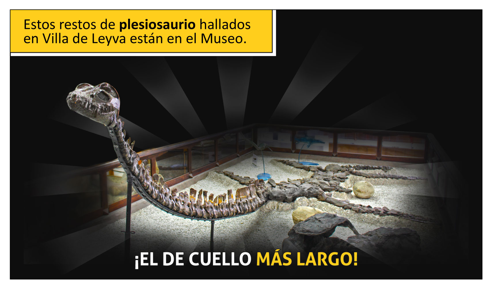 Estos restos de plesiosaurio hallados en Villa de Leyva están en el Museo. ¡El de cuello más largo!