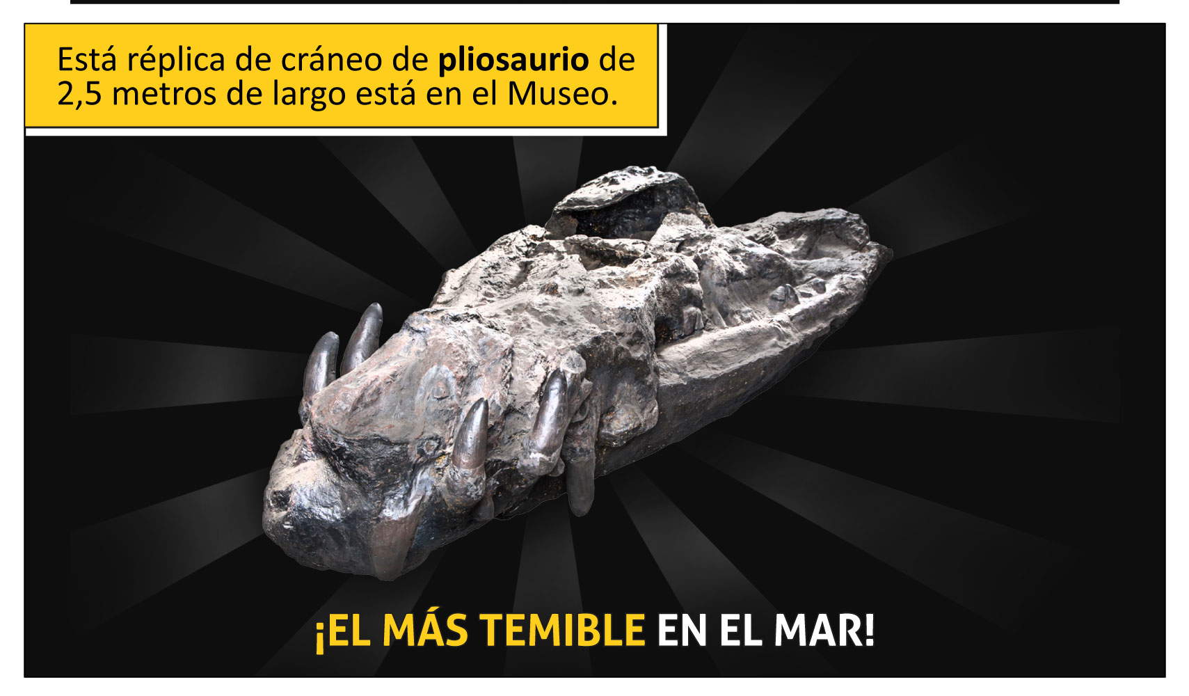 Esta réplica de cráneo de pliosaurio de 2,5 metros de largo está en el museo ¡El más temible en el mar!