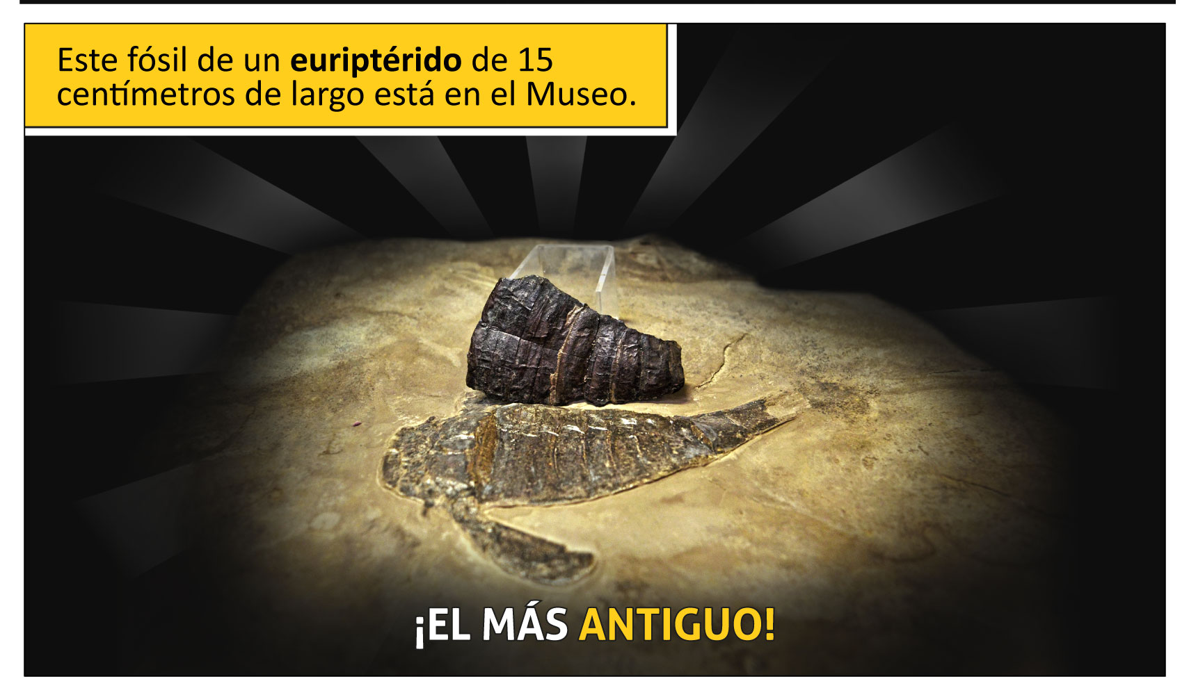 Este fósil de un euriptérido de 15 centímetros de largo está en el museo. ¡El más antiguo!