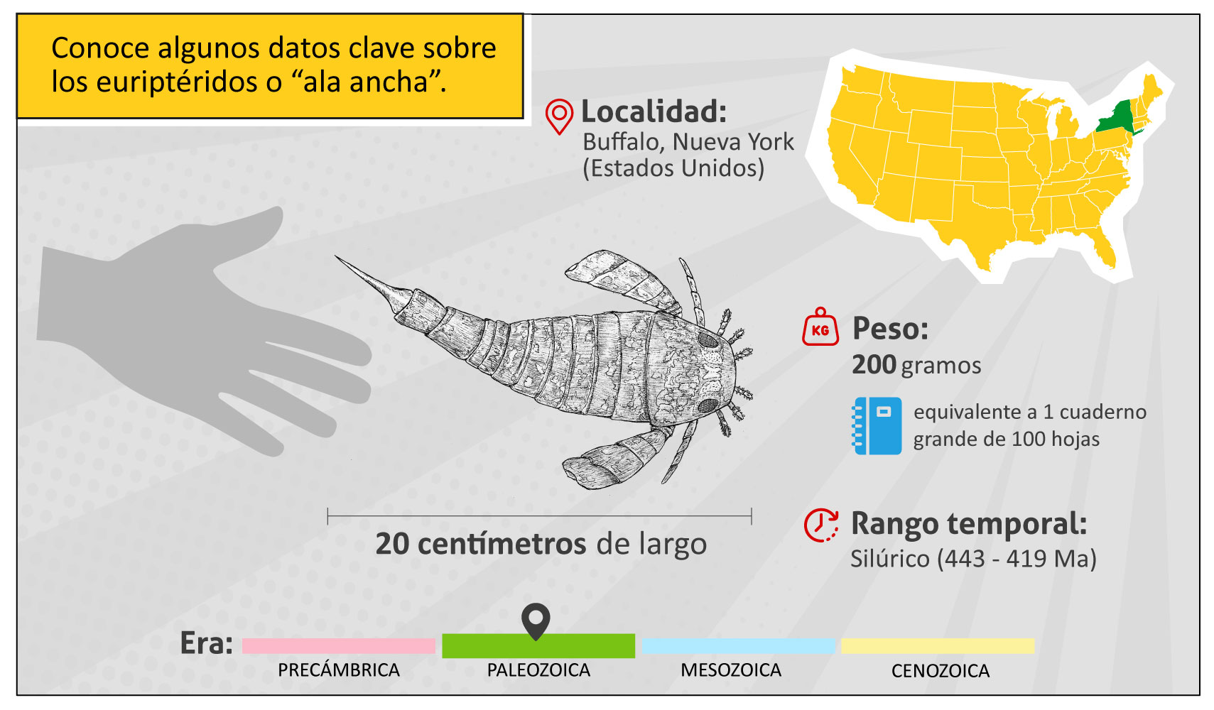 Conoce algunos datos claves sobre los euriptéridos o “ala ancha”.