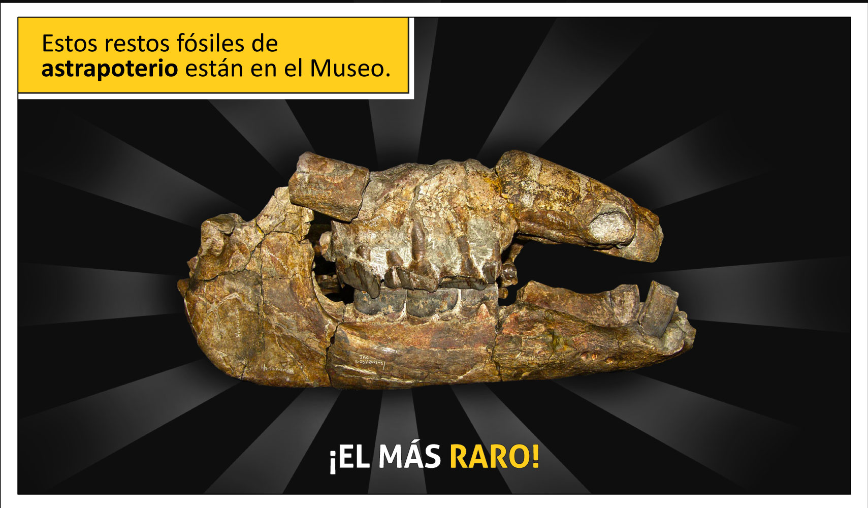 Estos restos fósiles de Astrapoterio están en el Museo. ¡El más raro!