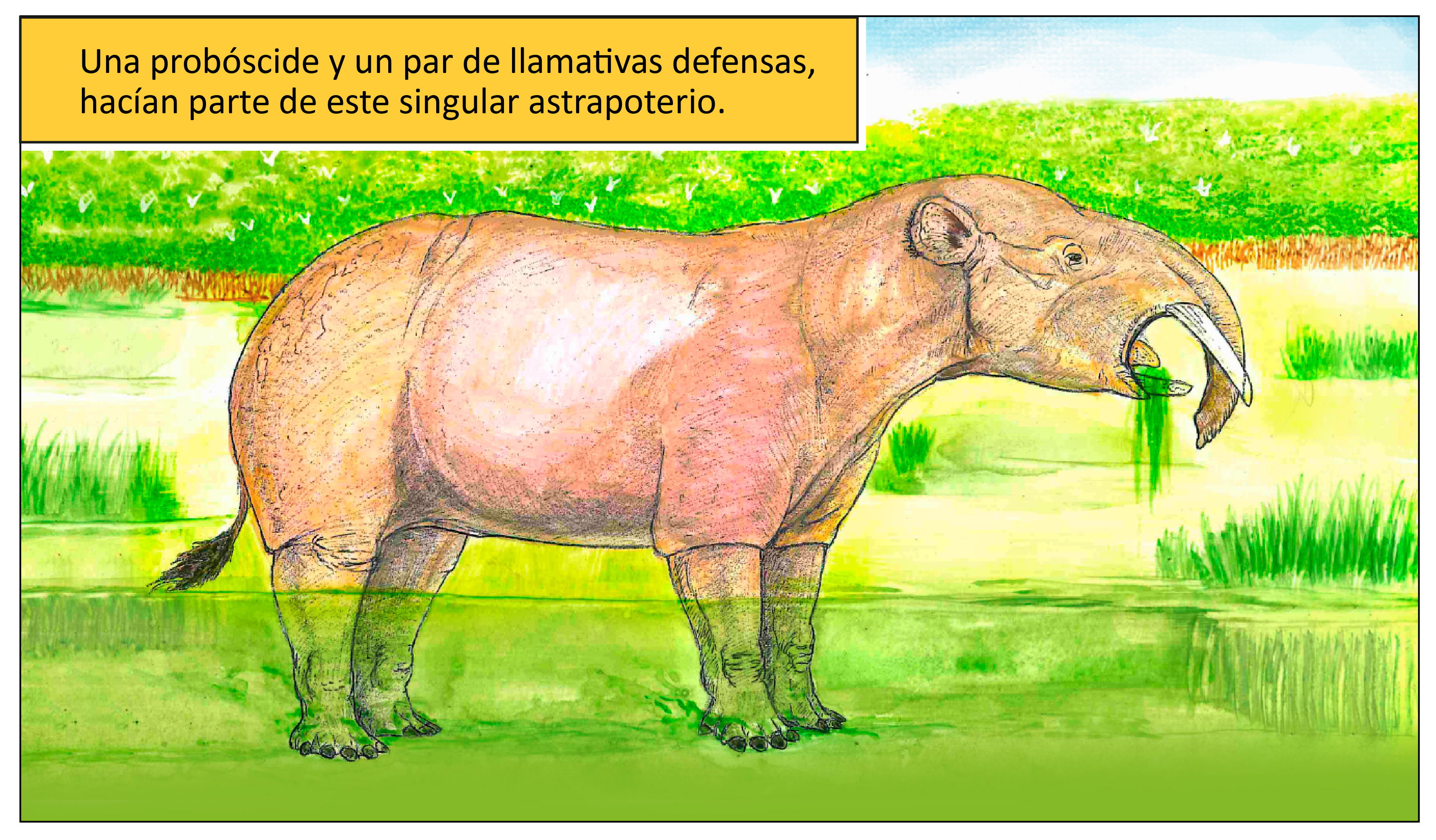 Una probóscide y un par de llamativas defensas hacían parte de este singular astrapoterio.