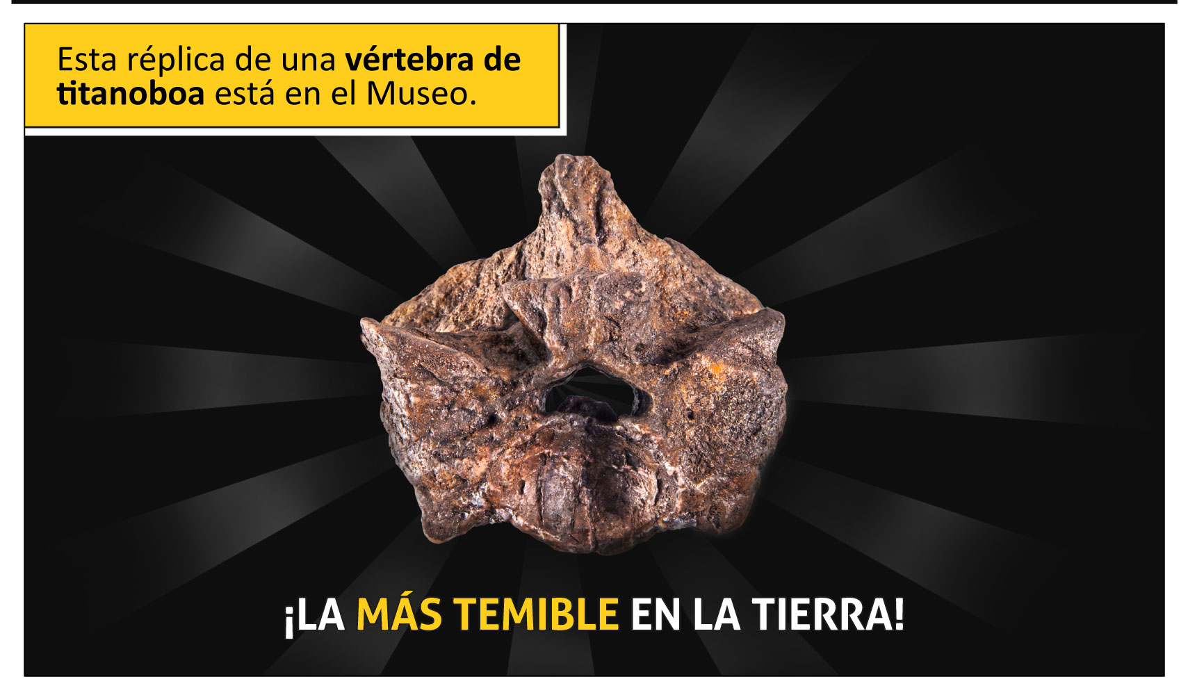 Esta réplica de una vértebra de titanoboa está en el Museo. ¡la más temible en la tierra!