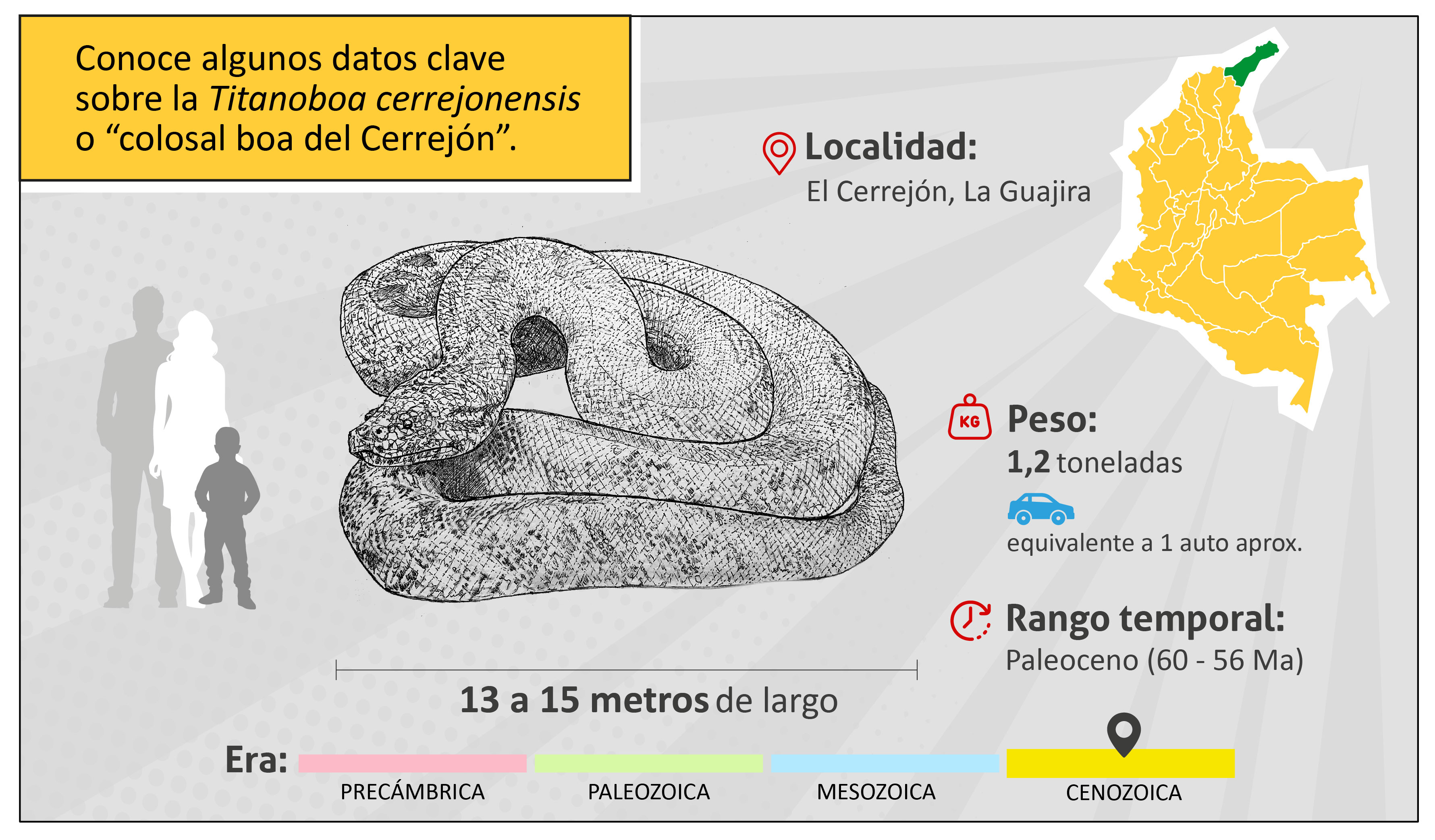 Conoce algunos datos claves sobre la Titanoboa cerrejonensis, o “colosal boa del Cerrejón”