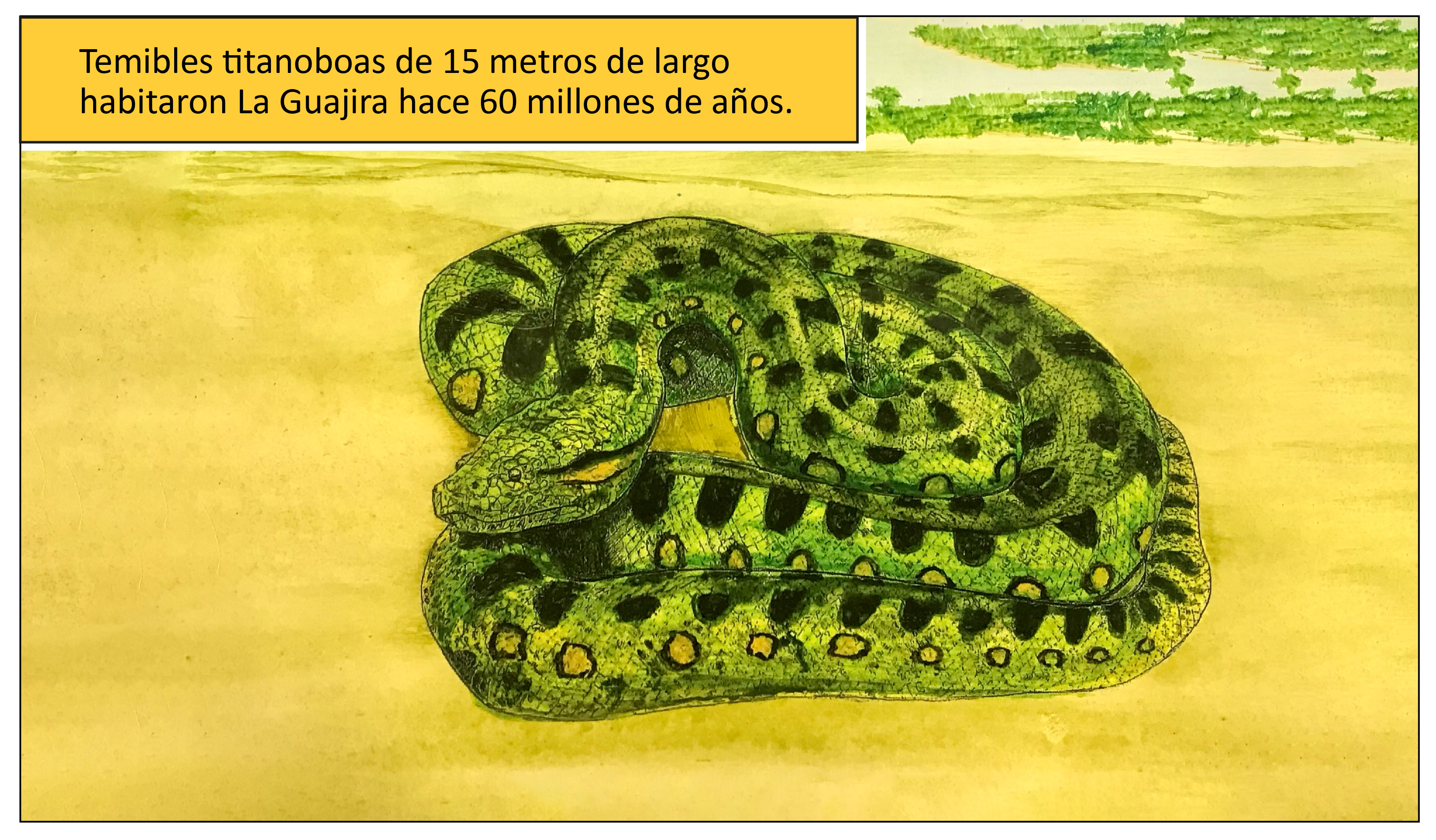 Temibles titanoboas de 15 metros de largo habitaron La Guajira hace 60 millones de años.